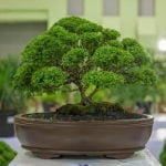 Scopri come curare i tuoi bonsai con semplici ma efficaci consigli per mantenerli sani e rigogliosi