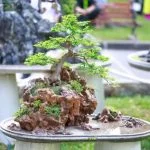 Quando Potare Ficus Bonsai Scopri quando potare il tuo ficus bonsai per mantenerlo sano e in forma, seguendo i consigli di esperti
