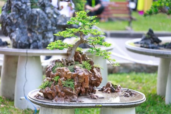 Scopri quando potare il tuo ficus bonsai per mantenerlo sano e in forma, seguendo i consigli di esperti