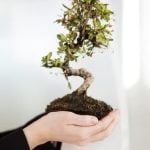 Scegli ghiaia adatta al bonsai ficus per migliorare il drenaggio