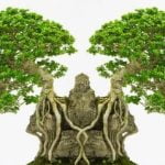 Quante Foglie Ha Un Bonsai Piccolo in Media Contando le foglie di un bonsai piccolo, scopri quantità media per mantenimento ottimale