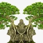 Contando le foglie di un bonsai piccolo, scopri quantità media per mantenimento ottimale