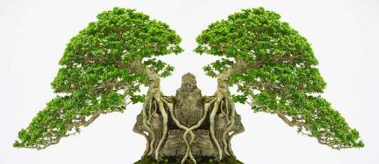 Quante Foglie Ha Un Bonsai Piccolo in Media 3 Contando le foglie di un bonsai piccolo, scopri quantità media per mantenimento ottimale