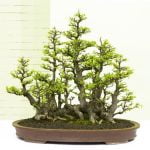 Come Potare Bonsai Olmo Scopri le migliori tecniche su come potare bonsai olmo per mantenere la forma e promuovere la crescita sana