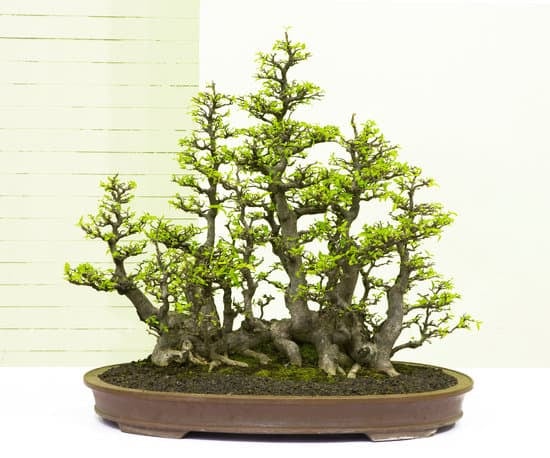 Come Potare Bonsai Olmo 1 Scopri le migliori tecniche su come potare bonsai olmo per mantenere la forma e promuovere la crescita sana