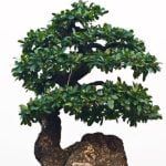 Utilizza una spazzola morbida per delicatamente rimuovere la sporcizia dai vasi dei bonsai