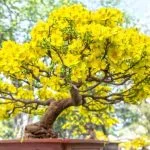 Scopri passo dopo passo come creare un bonsai di limone in modo semplice e veloce