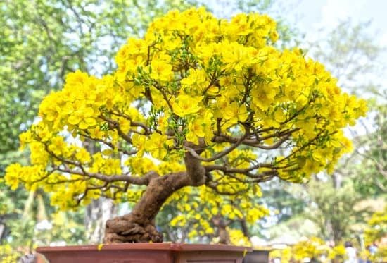 Come Creare Un Bonsai Di Limone 15 Scopri passo dopo passo come creare un bonsai di limone in modo semplice e veloce