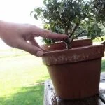 A cosa serve il rinvaso bonsai? Scopri come rinvasare correttamente per favorire la crescita e la salute del tuo bonsai
