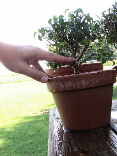 A Cosa Serve Rinvaso Bonsai 7 A cosa serve il rinvaso bonsai? Scopri come rinvasare correttamente per favorire la crescita e la salute del tuo bonsai