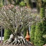 Bonsai: Scopri il significato di questa arte millenaria, che unisce natura e bellezza in un unico albero in miniatura