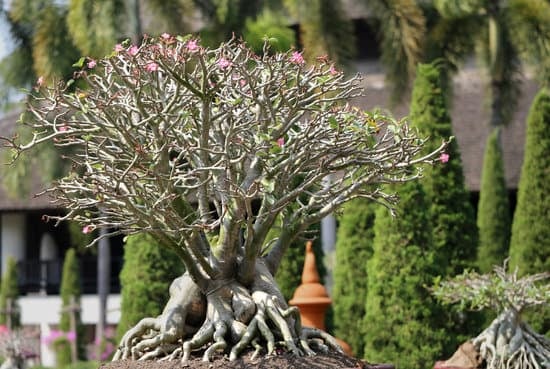 Che Significato Ha Bonsai 17 Bonsai: Scopri il significato di questa arte millenaria, che unisce natura e bellezza in un unico albero in miniatura