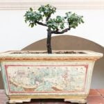 Segui questi semplici passaggi per imparare come fare un bonsai di limone in modo efficace