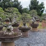 Che Filo Comprare Per I Bonsai Scopri quale filo comprare per i bonsai: consigli utili per una corretta modellazione delle tue piante