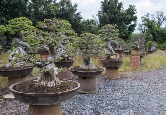 Scopri quale filo comprare per i bonsai: consigli utili per una corretta modellazione delle tue piante