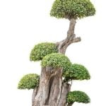 Come Fare Un Bonsai Di Castagno Suggerimento: Segui le istruzioni passo-passo per imparare come fare un bonsai di castagno in modo efficace