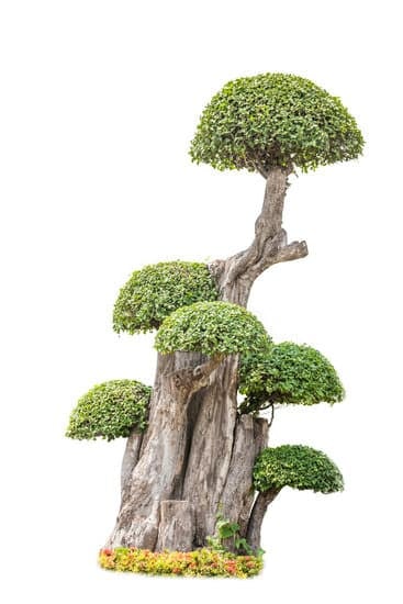Come Fare Un Bonsai Di Castagno 1 Suggerimento: Segui le istruzioni passo-passo per imparare come fare un bonsai di castagno in modo efficace