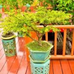 Come realizzare bonsai di mirto: seleziona un esemplare sano, cura le radici, pota con attenzione e coltiva in un ambiente controllato