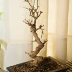Dove Mettere Il Bonsai in Casa Dove mettere il bonsai in casa: trova un'area luminosa senza correnti d'aria per garantire la sua crescita ottimale