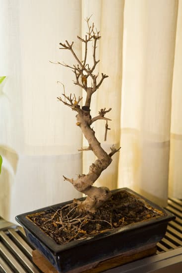 Dove mettere il bonsai in casa: trova un'area luminosa senza correnti d'aria per garantire la sua crescita ottimale