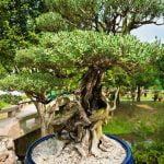 Fioritura adatta: Scopri come prevenire e trattare le malattie dei bonsai per garantire una salute duratura per le tue piante