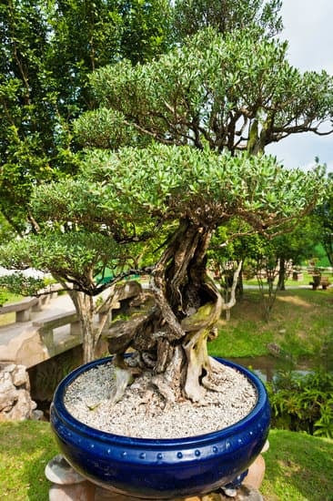 bonsai 122