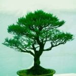 Come Si Mantiene Un Bonsai Il metodo di potatura corretto rappresenta la chiave per mantenere un bonsai sano e in forma