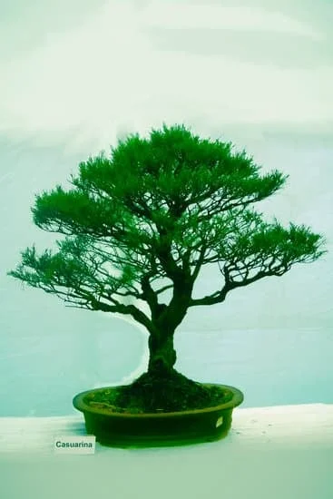 Il metodo di potatura corretto rappresenta la chiave per mantenere un bonsai sano e in forma