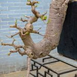 Trova il tuo primo bonsai ideale imparando come scegliere l'albero giusto per iniziare questa affascinante pratica