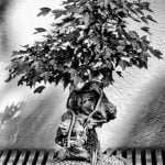 Quanto Cresce Un Bonsai Scopri quanto cresce un bonsai: segreti di coltivazione per ottenere una crescita sana e vigorosa in poco tempo!