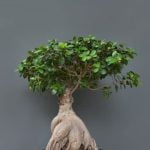 Quanto Innaffiare Un Bonsai Scopri quanto inaffiare un bonsai: consigli pratici per mantenere il giusto livello di umidità delle radici