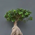 Scopri quanto inaffiare un bonsai: consigli pratici per mantenere il giusto livello di umidità delle radici
