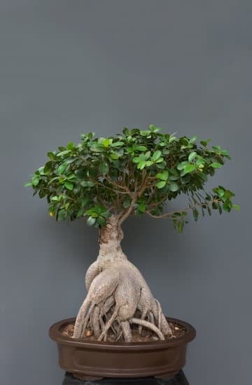 Quanto Innaffiare Un Bonsai 15 Scopri quanto inaffiare un bonsai: consigli pratici per mantenere il giusto livello di umidità delle radici