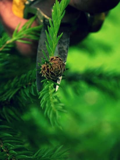 Scopri come bagnare un bonsai correttamente per mantenerlo in salute e garantirne una crescita vigorosa