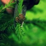 Scopri le varietà di bonsai perfette per principianti e goditi il processo di coltivazione di queste specie adatte ai neofiti