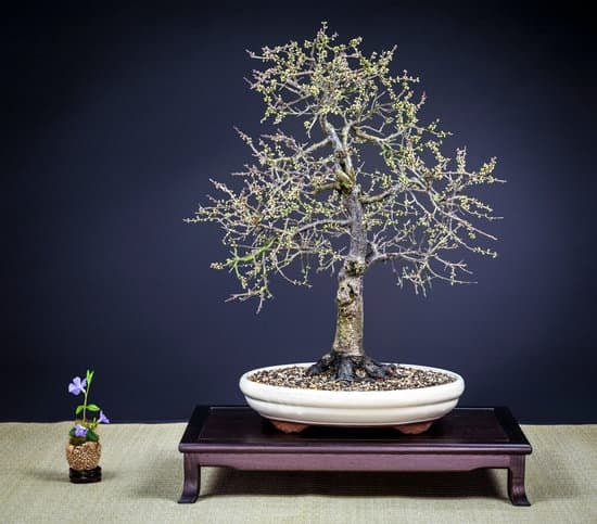 Quando Travasare Il Bonsai 5 Scopri quando travasare il bonsai seguendo queste semplici indicazioni per garantire la salute e la bellezza della pianta