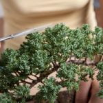 Come Potare Un Bonsai Ginseng Scopri i passaggi essenziali su come potare un Bonsai Ginseng per mantenerlo sano e in forma