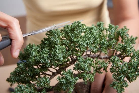Come Potare Un Bonsai Ginseng 1 Scopri i passaggi essenziali su come potare un Bonsai Ginseng per mantenerlo sano e in forma