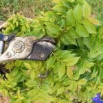 Crea il tuo bonsai da talea in pochi passi seguendo i nostri consigli e lascia sbocciare il tuo pollice verde!