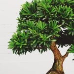Segui metodi di potatura e annaffiatura adeguati per curare il bonsai in modo corretto