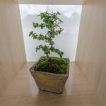 Quando Si Pota Il Bonsai Ginseng Ecco quando si deve potare il bonsai ginseng: segui le indicazioni esperte per garantirne la salute