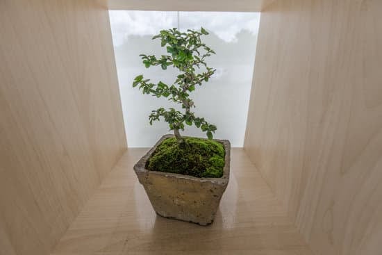 Ecco quando si deve potare il bonsai ginseng: segui le indicazioni esperte per garantirne la salute