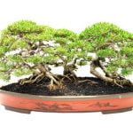 Come Crescere Un Bonsai Scopri i segreti su come crescere un bonsai con queste 5 semplici e efficaci tecniche!