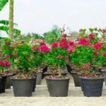 Quanto Costo Un Bonsai Scopri il prezzo conveniente di un bonsai da sogno e porta a casa la bellezza naturale che desideri