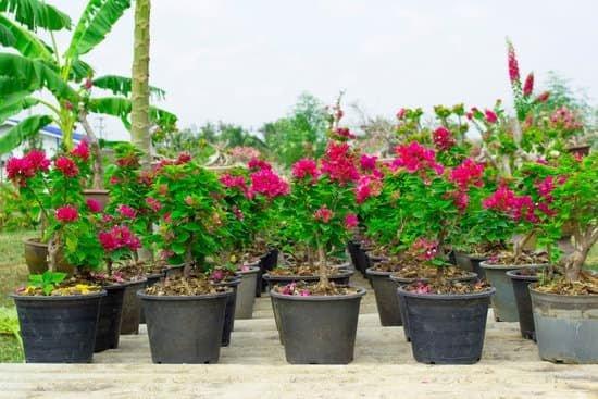 Quanto Costo Un Bonsai 11 Scopri il prezzo conveniente di un bonsai da sogno e porta a casa la bellezza naturale che desideri