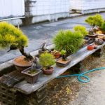Come Iniziare Un Bonsai Scopri come iniziare un bonsai: segui i passi fondamentali per coltivare e modellare la tua pianta in miniatura