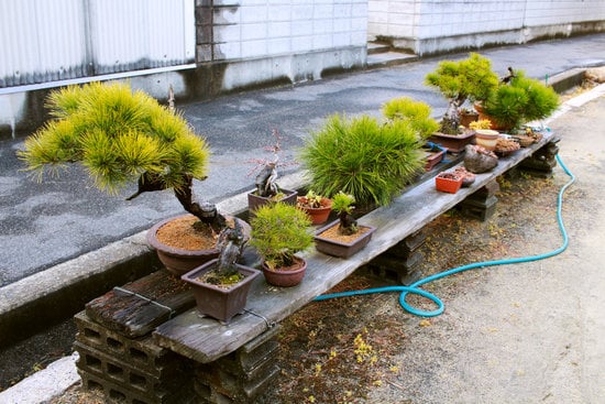 Come Iniziare Un Bonsai 1 Scopri come iniziare un bonsai: segui i passi fondamentali per coltivare e modellare la tua pianta in miniatura