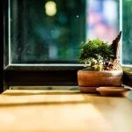 Scopri l'arte del trapianto nei bonsai e apprendi le tecniche per garantire la salute e il successo dei tuoi alberi