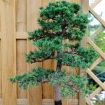 Bonsai da interno vs bonsai da esterno: scopri quale tipo di bonsai si adatta meglio al tuo spazio!