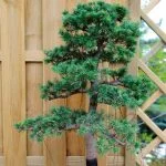 Bonsai Da Interno vs Bonsai Da Esterno: Quale Scegliere? Bonsai da interno vs bonsai da esterno: scopri quale tipo di bonsai si adatta meglio al tuo spazio!